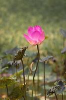 flor de lótus rosa e plantas de flor de lótus, cor e foco seletivo foto