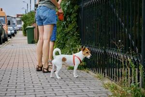 mulher caminhando às cidade rua com cachorro foto