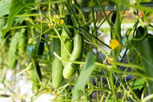 pepino verde crescendo em horta foto