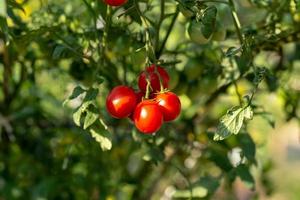 tomates vermelhos maduros estão pendurados na árvore de tomate no jardim foto