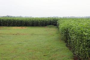 Fazenda de juta de cor verde no campo foto