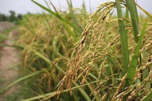 fazenda de arroz maduro no campo foto