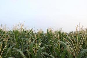 Árvore de milho verde firme no campo foto