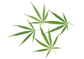 cannabis folhas isolado em branco fundo foto