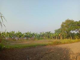 campo verde e céu cinza foto