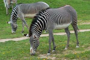 rebanho do a de grevy zebra pastar em verde Relva foto