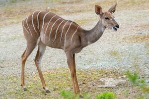 menor kudu, tragelaphus imberbis, pequeno antílope foto