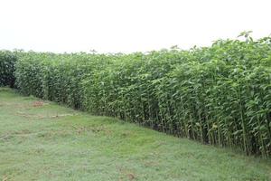 Fazenda de juta de cor verde no campo foto