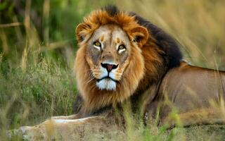 uma tirar o fôlego vislumbre para dentro a poderoso presença do uma leão roaming a indomado savana. ai gerado foto