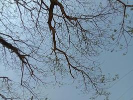 closeup de planta de árvore com céu foto