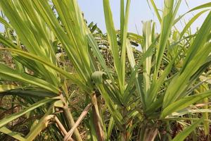 cana-de-açúcar saborosa e saudável na fazenda foto