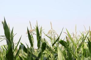 árvore de milho verde firme com flor foto