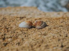 duas conchas do mar apaixonadas na pedra do mar em um dia ensolarado foto