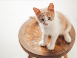 gatinho com lindos olhos azuis sentado em uma cadeira de madeira foto
