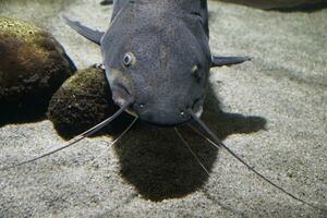 cinzento peixe-gato natação dentro aquário foto