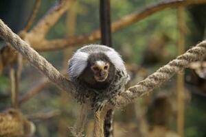 pigmeu sagui macaco sentado em uma corda foto