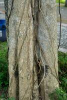 Histórico árvore com rastejante raízes foto
