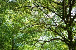 tropical verde folha e ramo fundo foto