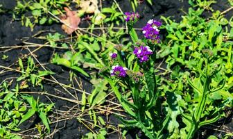 limonium sinuatum, sin. folha ondulada mar lavanda, estática, mar lavanda, entalhe folha pântano alecrim, mar rosa, é uma Mediterrâneo plantar espécies dentro a família plumbaginaceae conhecido para Está papel flores foto