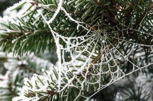 uma teia de aranha congelada em um pinheiro foto