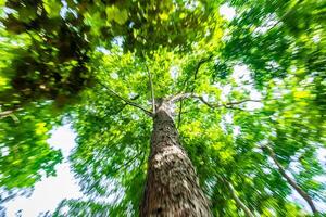 embaçado movimento do verde árvore com ampliação Fora técnica. foto