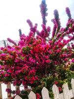 flor de cor vermelha com árvore verde foto