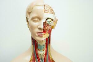 humano corpo anatomia órgão modelo isolado em branco fundo com recorte caminho para estude Educação médico curso. foto