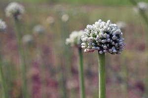 flor de cebola de cor branca firme foto