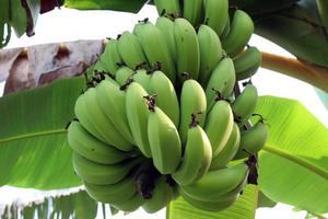 cacho de banana crua saborosa e saudável foto