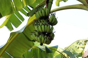 cacho de banana crua saudável na árvore foto