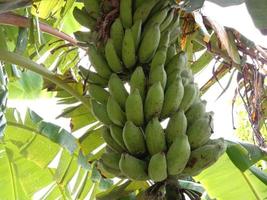 cacho de banana crua saborosa e saudável foto