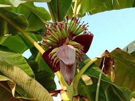 flor de bananeira com árvore firme foto