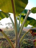 close up de folha de bananeira verde foto