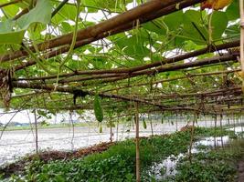 Fazenda de cabaças de garrafa no lago foto