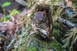 esquilo selvagem no parque do rio Kootenai foto