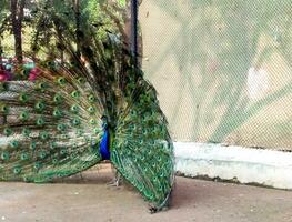 lindo pavão dentro a jardim zoológico às sorte agora Índia foto