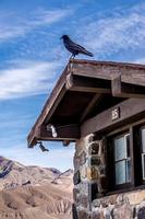 corvo ou corvo empoleirado em uma velha cabana no vale da morte