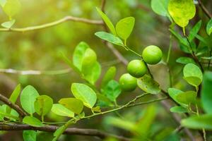 close-up de limões verdes crescem no limoeiro em um jardim de frutas cítricas na Tailândia. foto