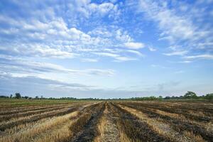 queimado arroz restolho dentro uma arroz campo depois de colheita com azul céu fundo branco nuvens pôr do sol. foto