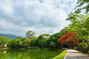 estrada panorama Visão e tropical vermelho flores real Poinciana dentro ang kaew Chiang mai universidade arborizado montanha azul céu fundo com branco nuvens, natureza estrada dentro montanha floresta. foto