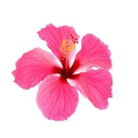 Rosa hibisco isolado em branco fundo foto