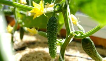 urbano legumes jardim. saboroso orgânico verde pepinos plantas crescimento dentro estufa, todo dia colheita. floração do pepinos, uma pequeno pepino, tecelagem pepinos, mudas. gotejamento irrigação sistema. foto