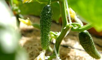 urbano legumes jardim. saboroso orgânico verde pepinos plantas crescimento dentro estufa, todo dia colheita. floração do pepinos, uma pequeno pepino, tecelagem pepinos, mudas. gotejamento irrigação sistema. foto