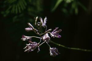 murcha roxa orquídeas não fresco foto