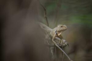 tailandês camaleão com galhos e folhas foto