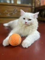 uma branco gato deitado em uma mesa com uma tênis bola foto