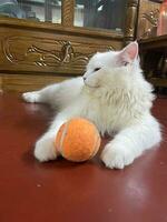 uma branco gato deitado em uma mesa com uma tênis bola foto