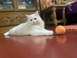 uma branco gato deitado em uma mesa com uma tênis bola foto