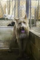 cães abandonados e enjaulados foto