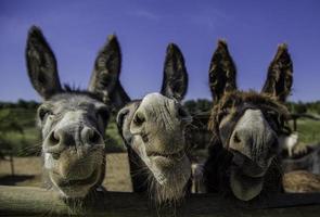 burros de fazenda sorridentes foto